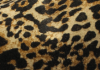 gepard